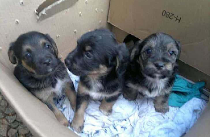 Butta Cuccioli Di Cane Nella Spazzatura 41enne Denunciata