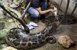 Indonesia, pitone di sette metri ingoia una donna