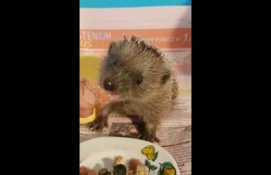 Giovane riccio salvato dai volontari dell’Enpa di Savona