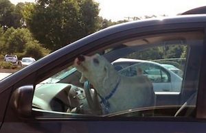 Lascia il cane in macchina sotto il sole ed insulta agenti: denunciato