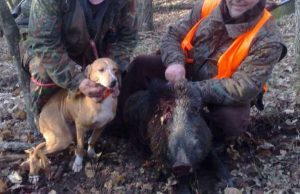 Mai: sterilizzare idea suggestiva ma ora via alla caccia anche a Savona, Imperia e Spezia Bonus cinghiali, Ugolini (M5s): Per una manciata di voti?