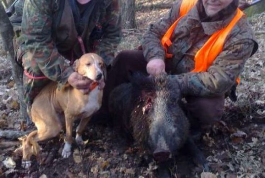 Mai: sterilizzare idea suggestiva ma ora via alla caccia anche a Savona, Imperia e Spezia Bonus cinghiali, Ugolini (M5s): Per una manciata di voti?