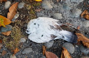 Colombi avvelenati a Loano? La segnalazione dei turisti