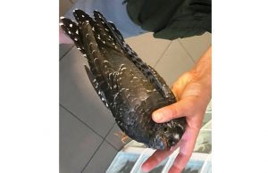 Cuculo in difficoltà soccorso dall’Enpa