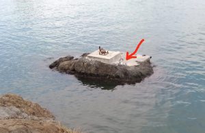 Enpa Savona ringrazia Capitaneria per salvataggio gabbiano