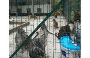 Salvataggio di 15 gatti prigionieri in appartamento