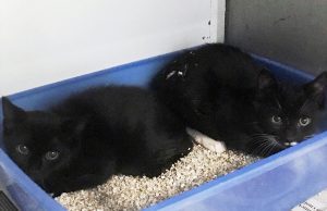 Appello Enpa, due bellissimi gattini neri abbandonati al centro commerciale