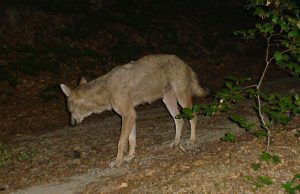 La vita dei lupi spiegata da Ugo de Cresi al Teatro Govi La vita dei lupi spiegata da Ugo de Cresi al Teatro Govi