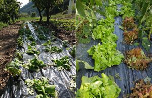 Maltempo nel levante ligure, la rabbia di Coldiretti