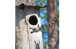 Appello Enpa, per favore non buttate i nidi dal balcone