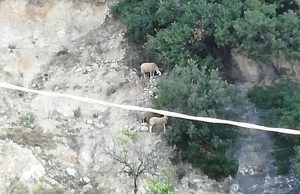 Appello Enpa per tre pecore su collina sopra Varigotti