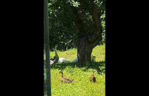 Denuncia Enpa, moria di germani nel rio Carenda | Video