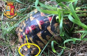 Lega tartaruga e la dipinge, denunciata 24enne per maltrattamenti di animale