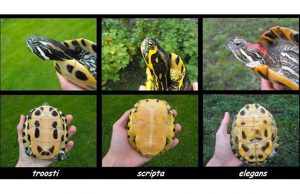 Fino al 13 agosto per denunciare possesso tartarughe Trachemys