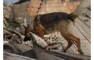 Plinio: intitolare canile Monte Contessa a eroe Kaos, inasprire pene per chi avvelena animali