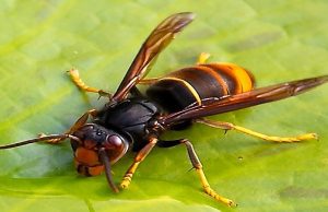 Choc anafilattico per giardiniere di Vallecrosia punto da vespe
