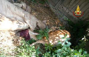 VVF salvano daino caduto in un torrente a Zuccarello