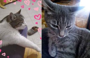 Appello Enpa per adozione del cuore di due gatti