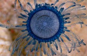 Nell’imperiese compare in mare raro esemplare di Porpita porpita