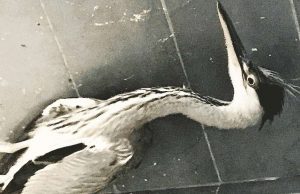 Salvato un airone cenerino a Savona