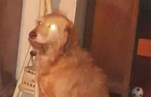 Appello per il cane Chicco scomparso a Noli