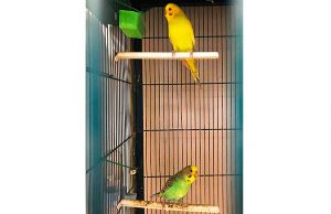 Appello Enpa Savona per due cocorite innamorate