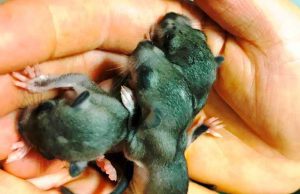 Cucciolata di ghiri salvata dall’Enpa a Sassello