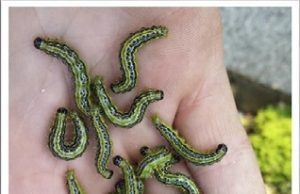 Ad Ormea (CN) emergenza Piralide del bosso