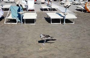 Un gabbiano come mascotte di un hotel ad Alassio