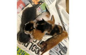 Mamma gatta investita ed uccisa, cucciolata in cerca di adozione