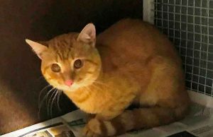 Un gatto rosso si perde sui tetti a Savona