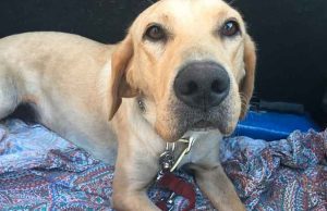 Appello Enpa Savona: Laika cerca casa