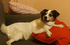 Appello per Luna, scappata a Savona dopo aggressione da pitbull