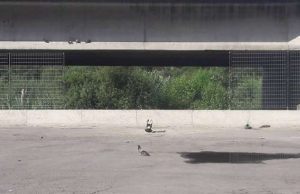 Ventimiglia, No Borders rimuovono paratie anti migranti sul Roja: post su Fb