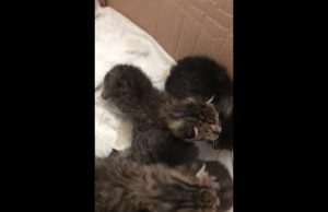 Cucciolata di gattini trovata su treno merci a Savona | Video