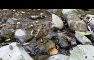 Il salvataggio di un voltolino da parte dell’Enpa | Video