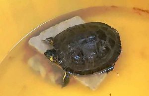 Tartaruga d’acqua americana rinvenuta nel Letimbro