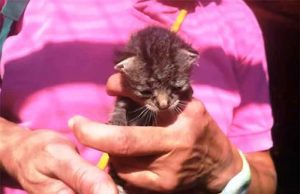 Giorgino, un gattino salvato dai VVF nel Sansobbia