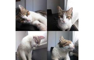 Un appello dell’Enpa di Savona per l’adozione di Minou