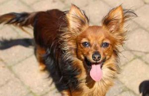 Chihuahua e un Russian Toy massacrati con bastone chiodato