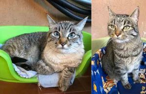 Appello | Due gatte adulte cercano una nuova casa