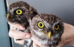 Civette finiscono nel caminetto a legna, salvate dall’Enpa