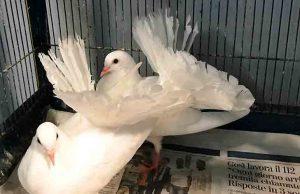 Due colombe pavoncelle domestiche trovate in una piazza di Cairo Montenotte
