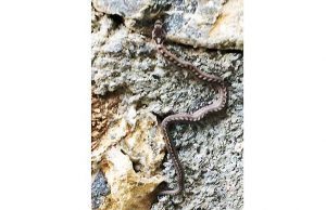 Trova serpententello in un garage, lo vuole salvare e chiama l’Enpa