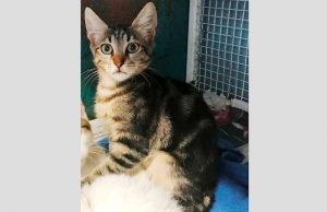 Appello per gattina ritrovata sulle alture di Savona