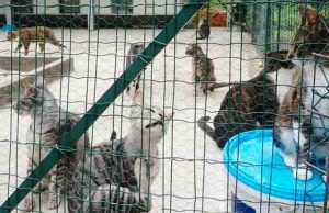 Porte aperte al canile di Albenga con i volontari Enpa