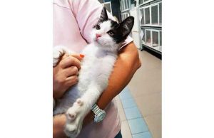 Salvato dall’annegamento e curato, gattino pronto per essere adottato