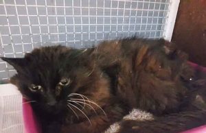 Gatto sfortunato a Quiliano trovato in una cantina ed affidato all’Enpa