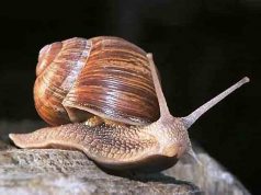 Maurizio Paschetta conquista il record mondiale di raccolta lumache