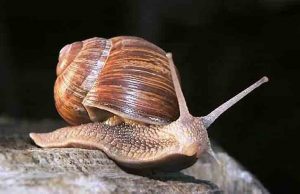 Maurizio Paschetta conquista il record mondiale di raccolta lumache